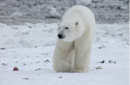 Urso polar andando