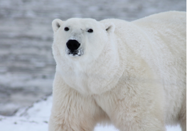 Urso polar observando