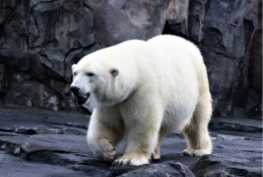 Urso polar Rugindo